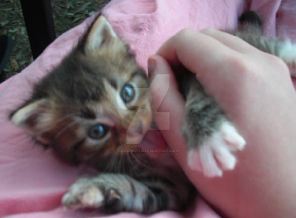 rasco by leighkittie on DeviantArt