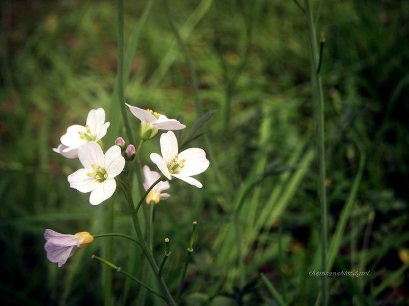 white over green