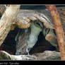 Barn Owls