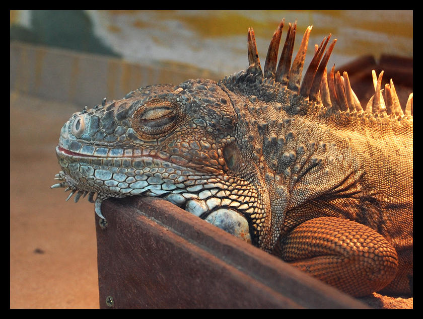 Neigel Lizardo Lizardo by Creatures-Of-Earth on DeviantArt