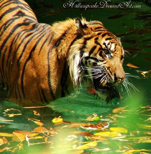 Tiger Bath