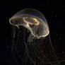 crystal jelly fish