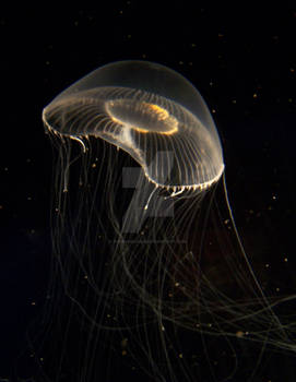 crystal jelly fish