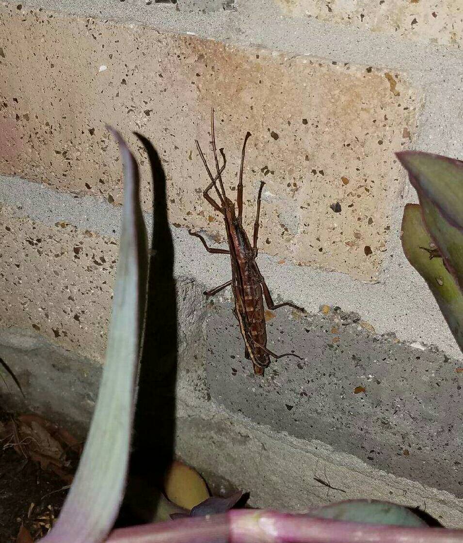 Devil Rider by CTL7 on DeviantArt