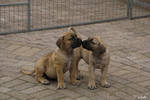 Doggies II kiss by iiSza