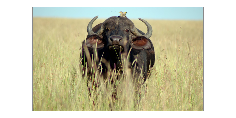 Masai Mara - 02