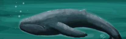 dA Muro Whale Practicetiem