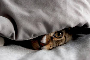 Pippin The Cat By Aunjuli Ddejnos-fullview