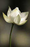 White Lotus - SP21 by aunjuli