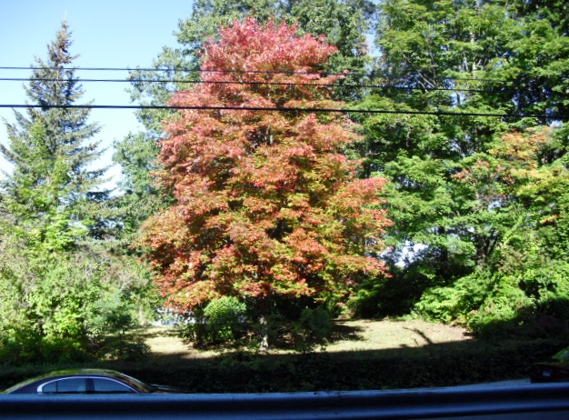 Maple Tree Sept 23 2014 004