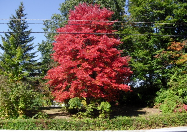 Maple Tree Sept 28 002