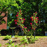 red roses 1