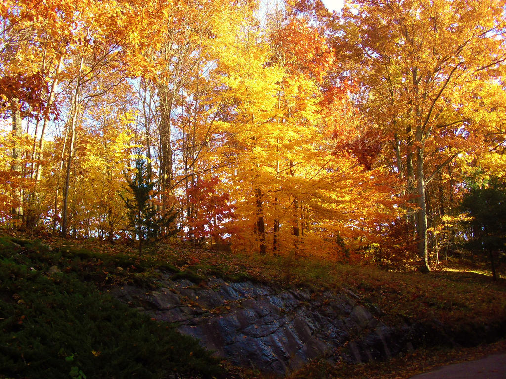 Nov 4 2018 005 by notmor Nov 4 2018 005 by notmor