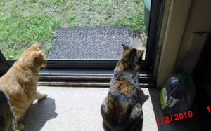 memory lane chars cats