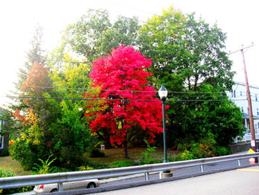 the old red maple returns 2020