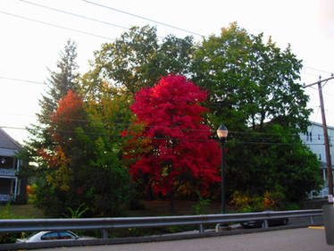 the old red maple returns 2020 b