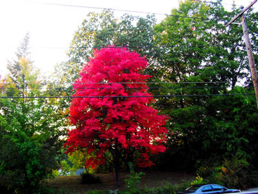 the old red maple returns 2020 c