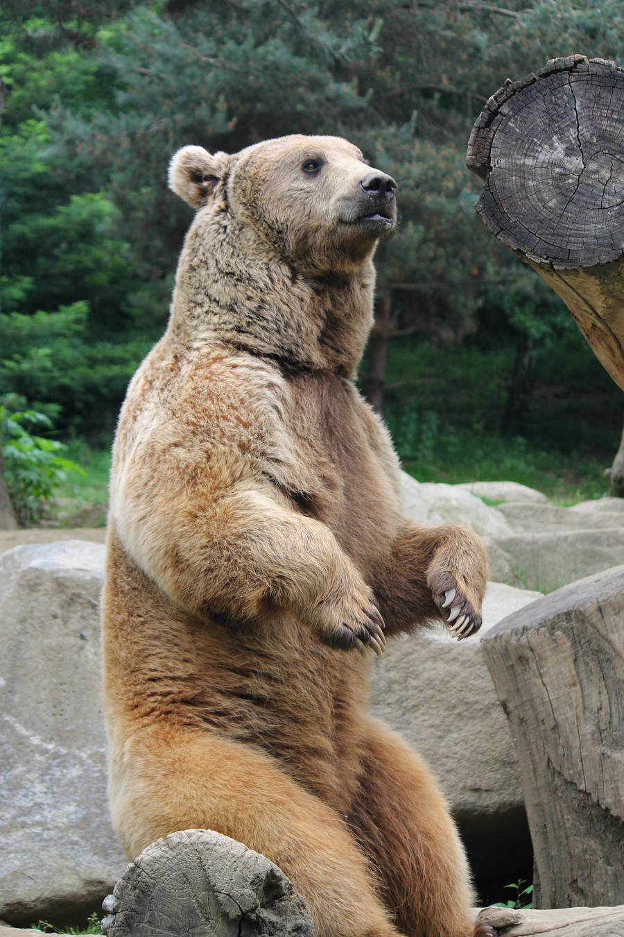 Bear 7 by Linay-stock