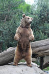 Bear 10 by Linay-stock