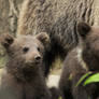 Bear cubs 8