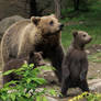 Bear Family 2