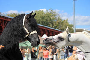 Friesian and Arabian horses 2