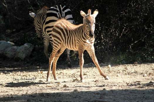 Zebra Foal 3