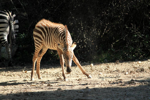 Zebra Foal 5