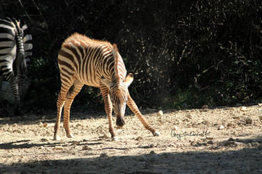 Zebra Foal 5