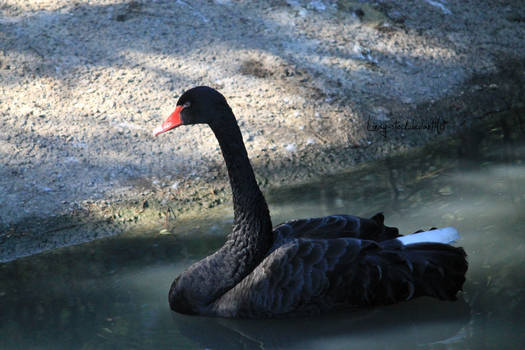 Black Swan 2