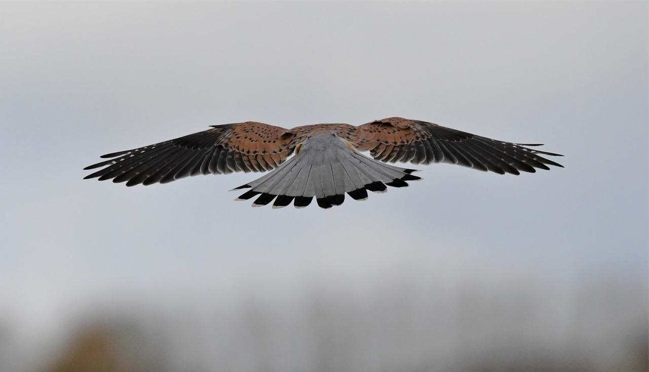 Kestrel #1 by dazzagorham on DeviantArt