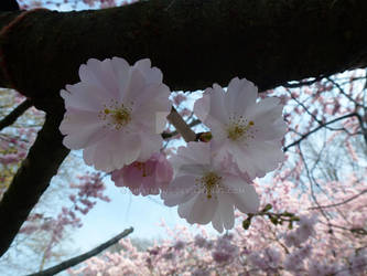 Blossom2