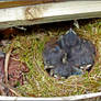 Sparrow's Nest