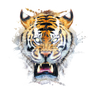 Tiger Awakened