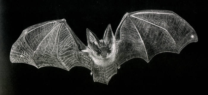 Inverted Bat sequoiaforest User Profile | DeviantArt