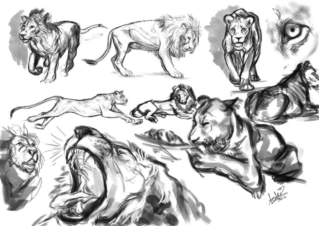 lion study by Cynthi-art on DeviantArt