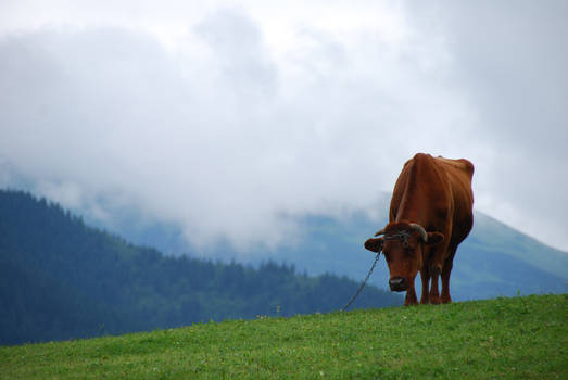 Mountain cow