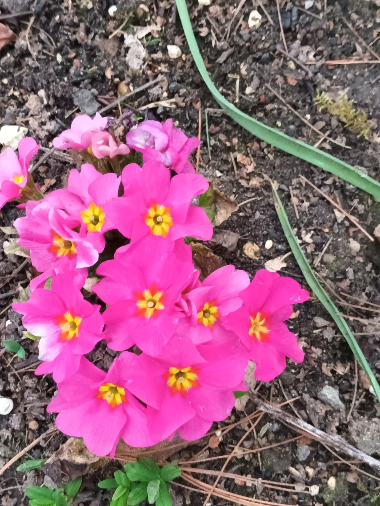 Primulas Primulas by AgyGuru on DeviantArt