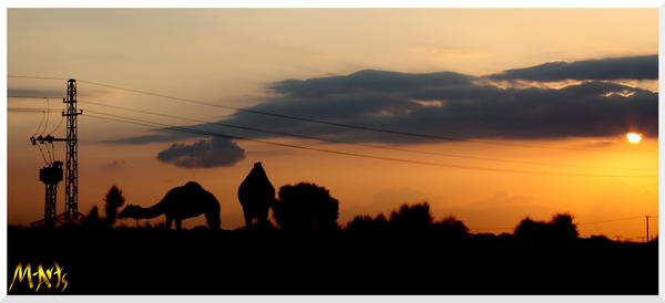 Sunset with Camels