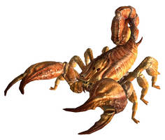 Bark scorpion