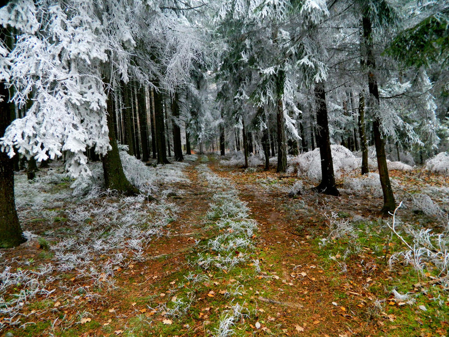 Path from autumn to winter