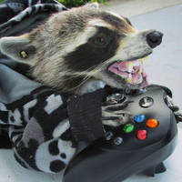 Taxidermy Gamer Raccoon 