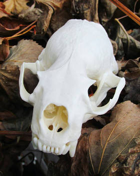 River Otter Skull 2