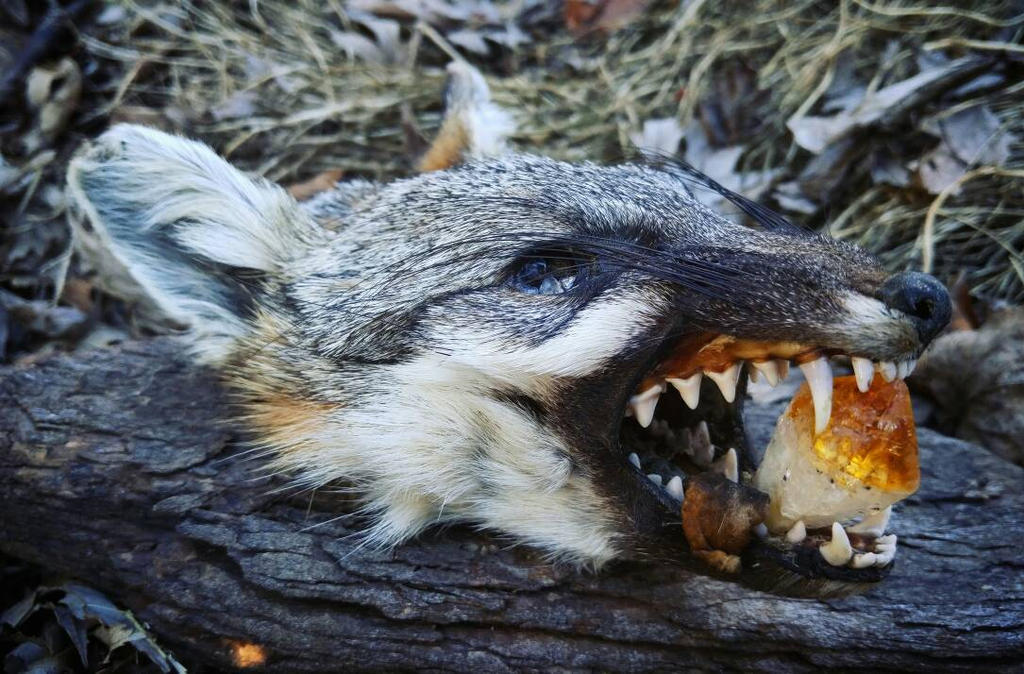 Mummified Fox Head by kazscreations on DeviantArt