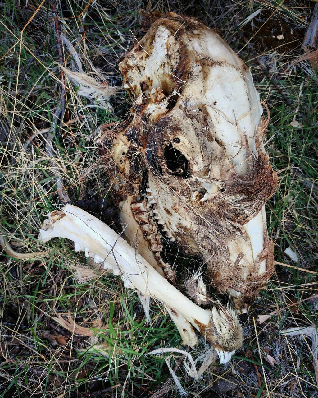 Deer Skull 