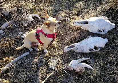 Little Dog and Lots of Bones 