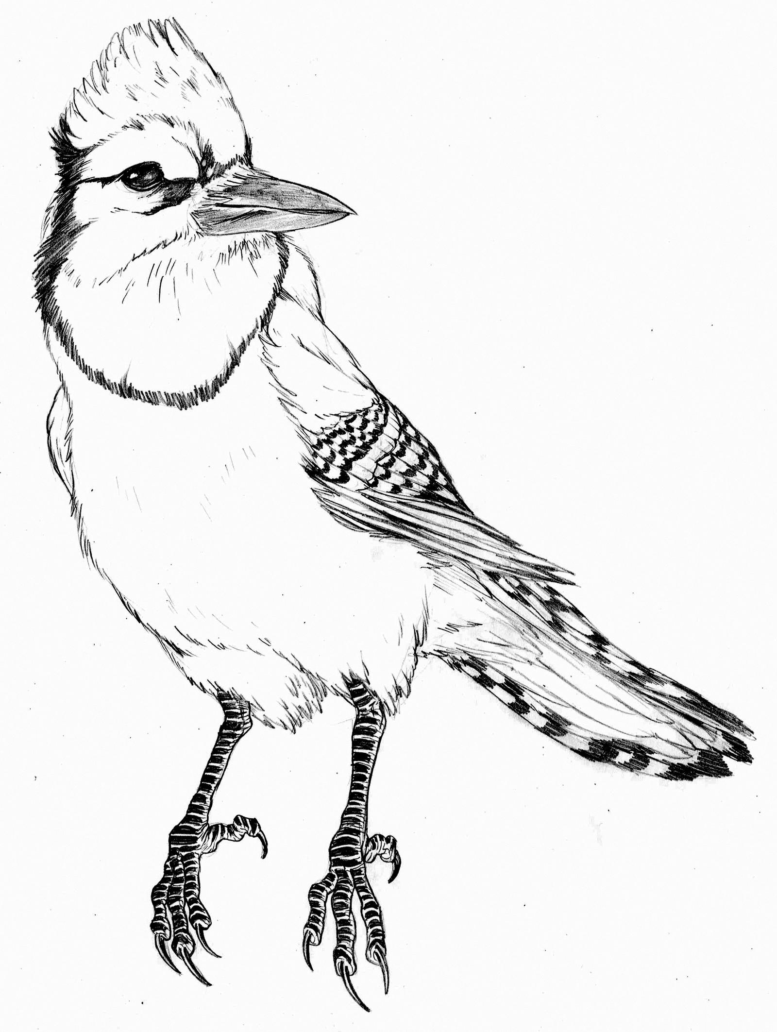 Blue Jay Line Art By Boper9 On Deviantart Blue Jay Line Art By Boper9 On Deviantart
