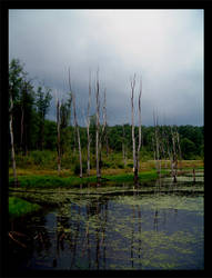 Beaver Meadows