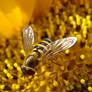 Yellow Picture