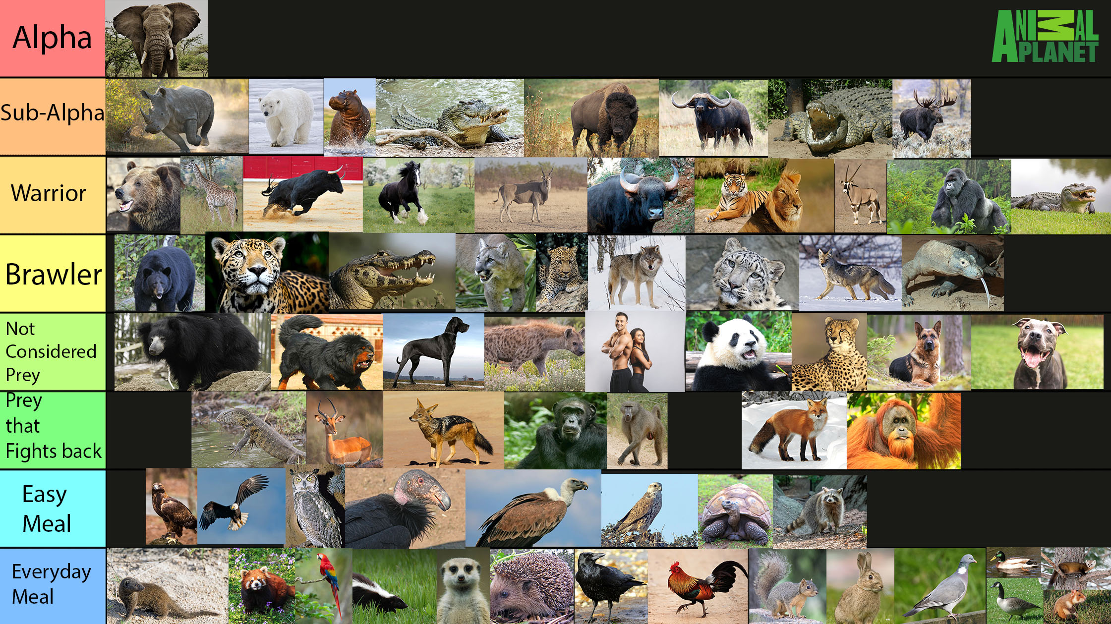 Body Ranking Tier Animals Animal Tier List (My Opinion) by vanderqnest on DeviantArt